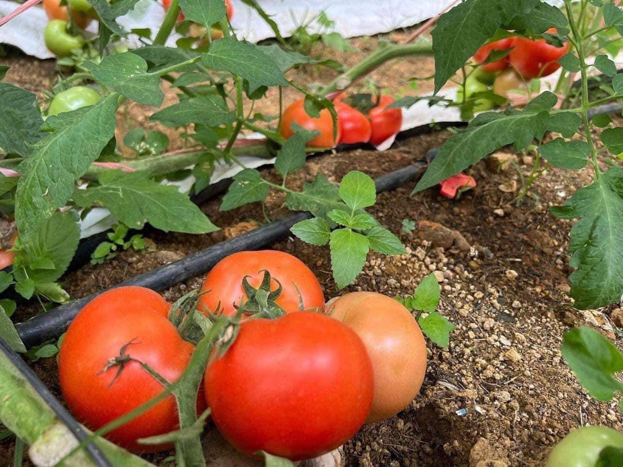 Cà Chua Beef Đà Lạt