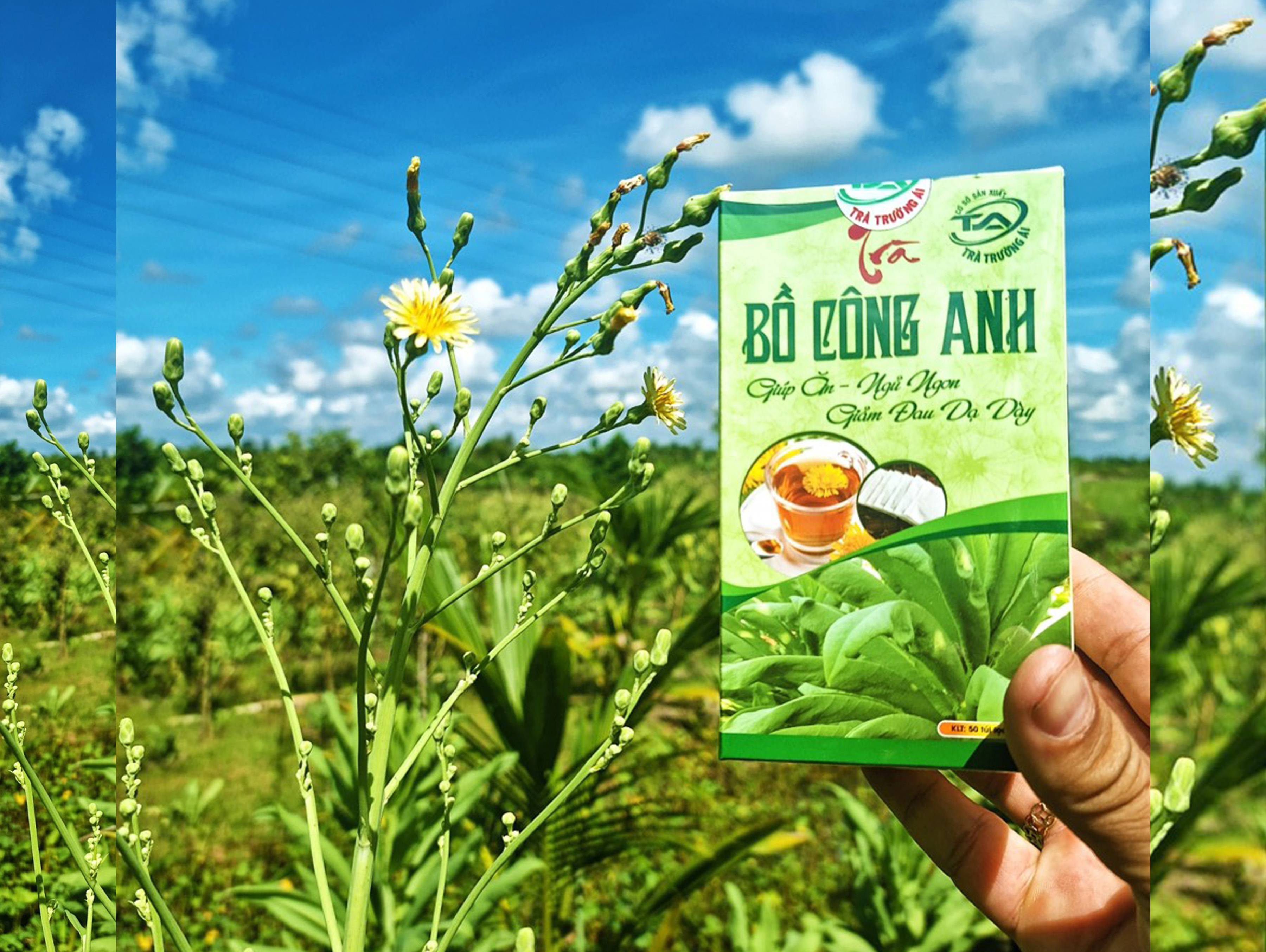Trà Bồ Công Anh túi lọc (hộp 50 túi lọc)