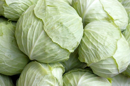 Bắp Cải Trắng Mộc Châu