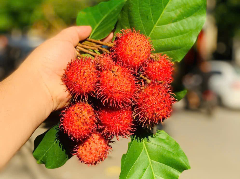 Chôm chôm nhãn bay (2621043)