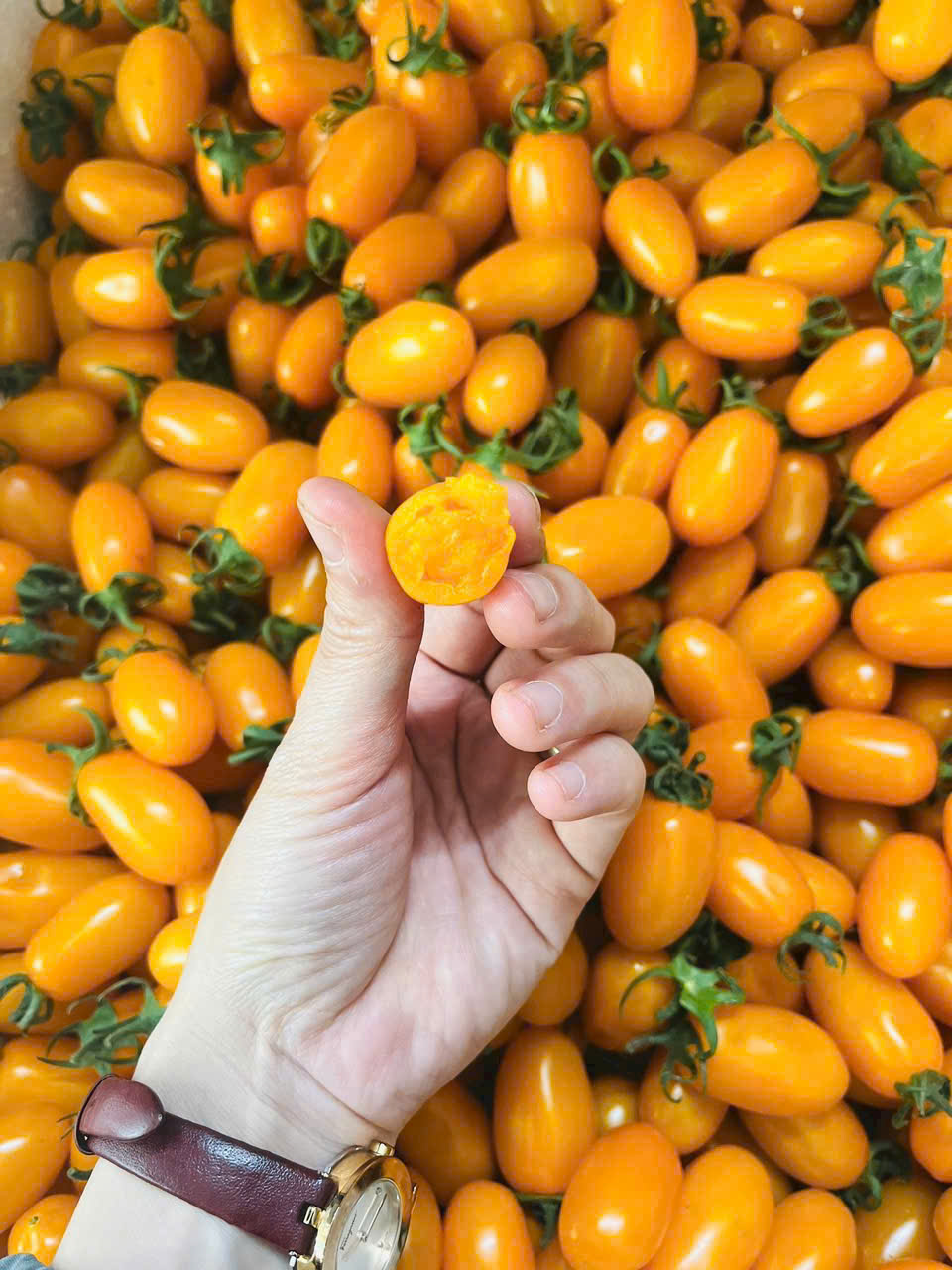 Cà chua bi vàng Trứng sữa