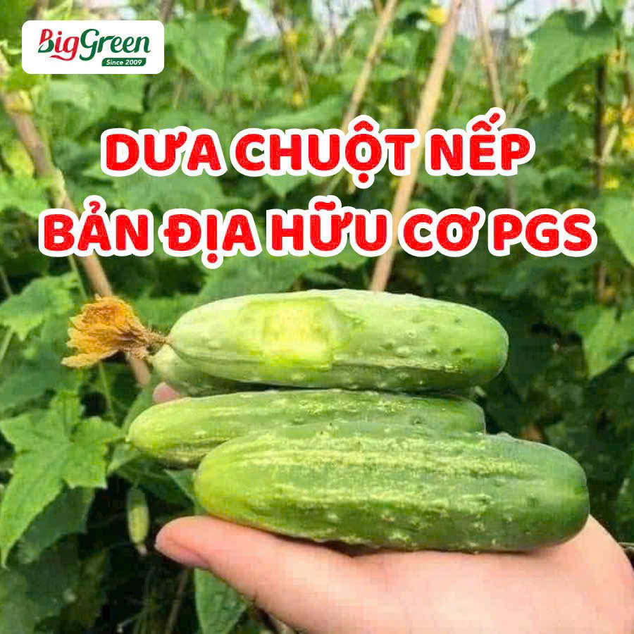 Dưa chuột nếp hữu cơ PGS