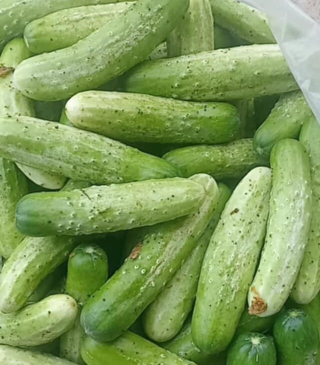 Dưa chuột nếp VietGap