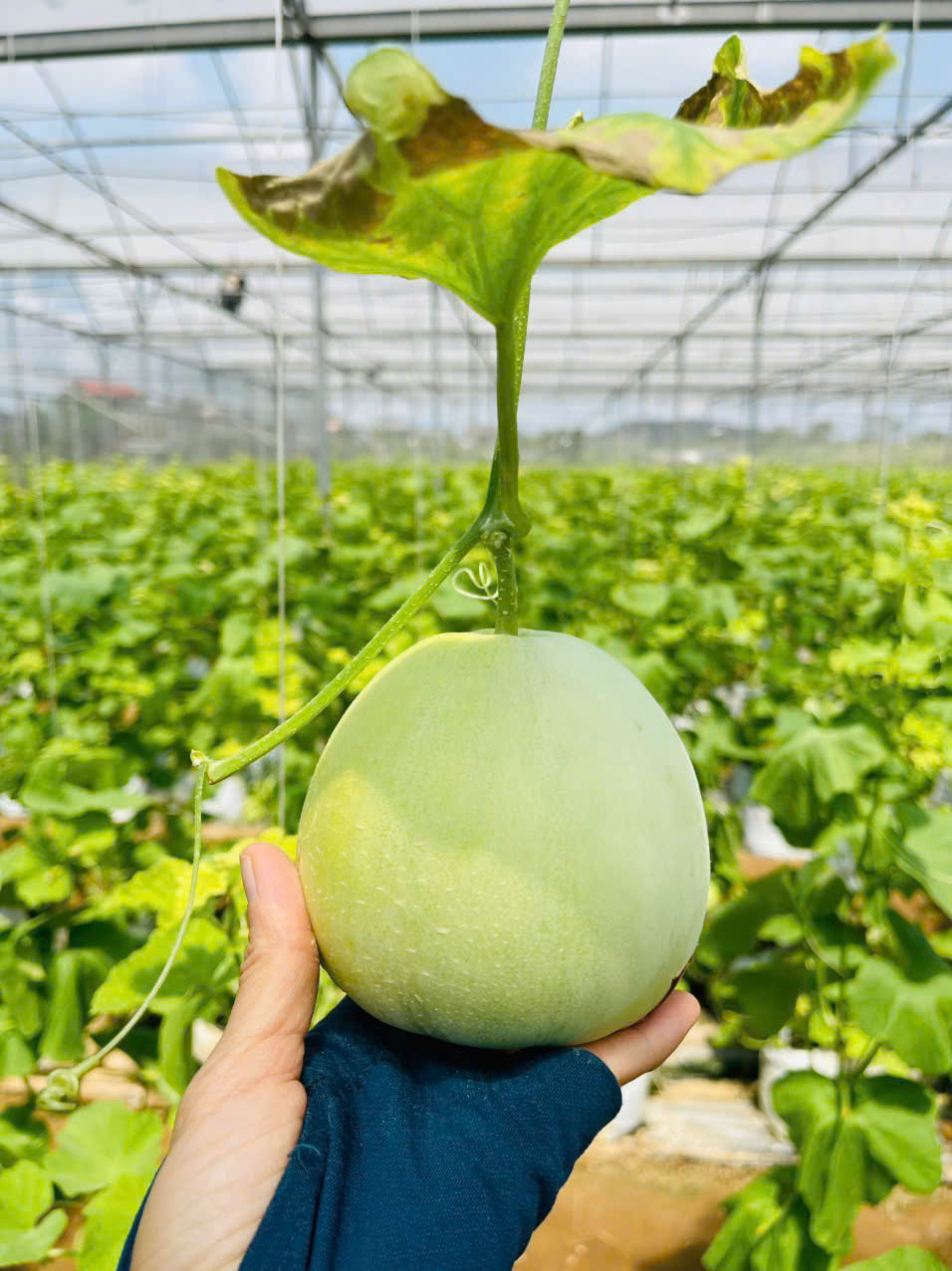 Dưa Lê nhà lưới Bắc Giang