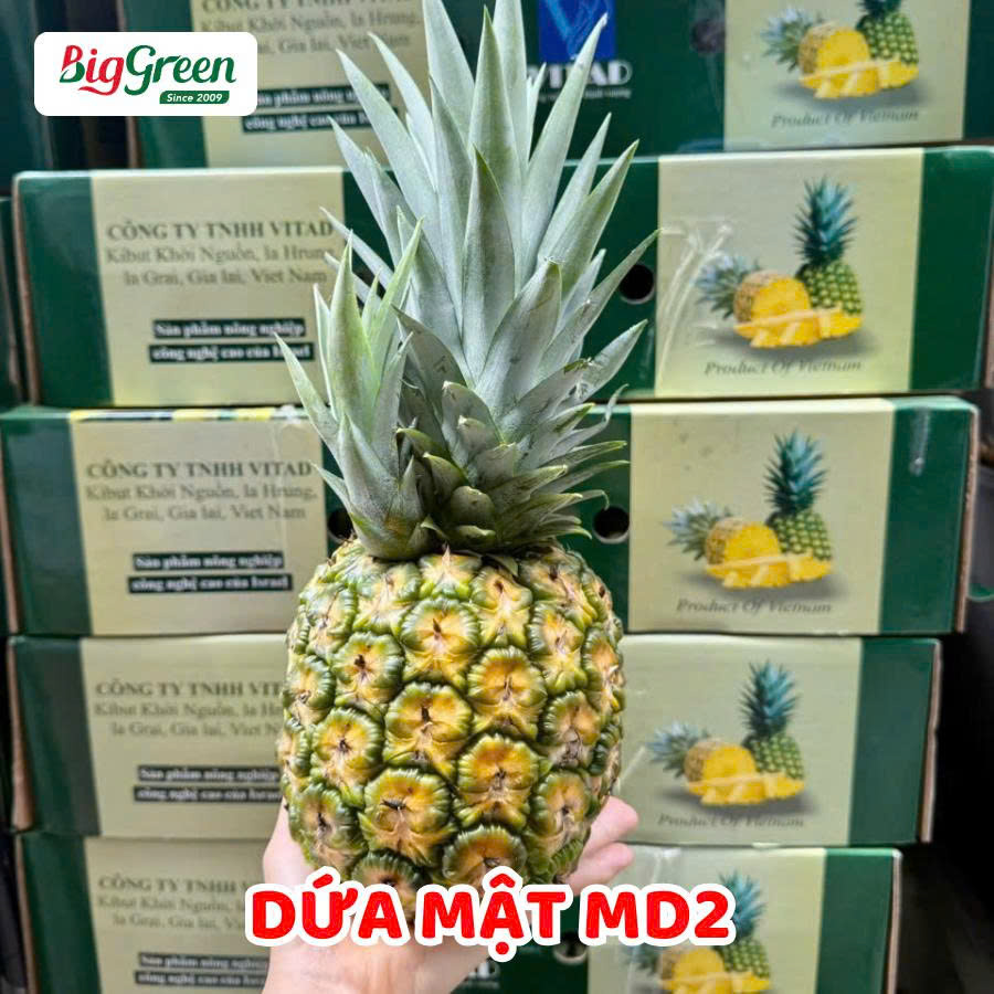 Dứa Mật MD2 Xuất khẩu (2621306)