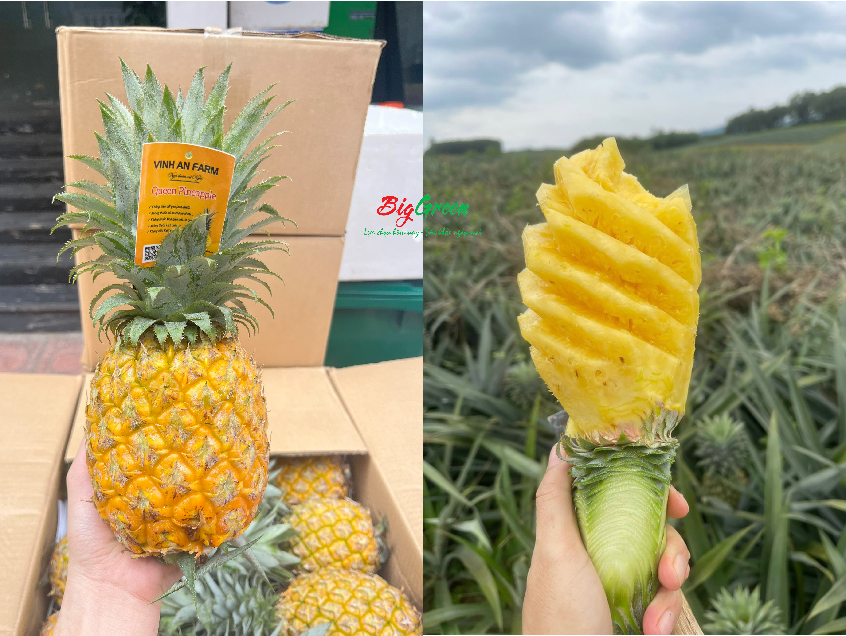 Dứa Queen Nghệ An (2621131)
