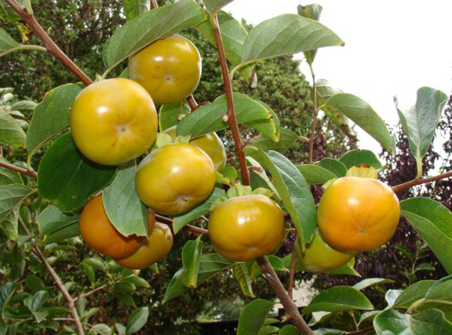 Hồng Fuyu Mộc Châu (SP000744)