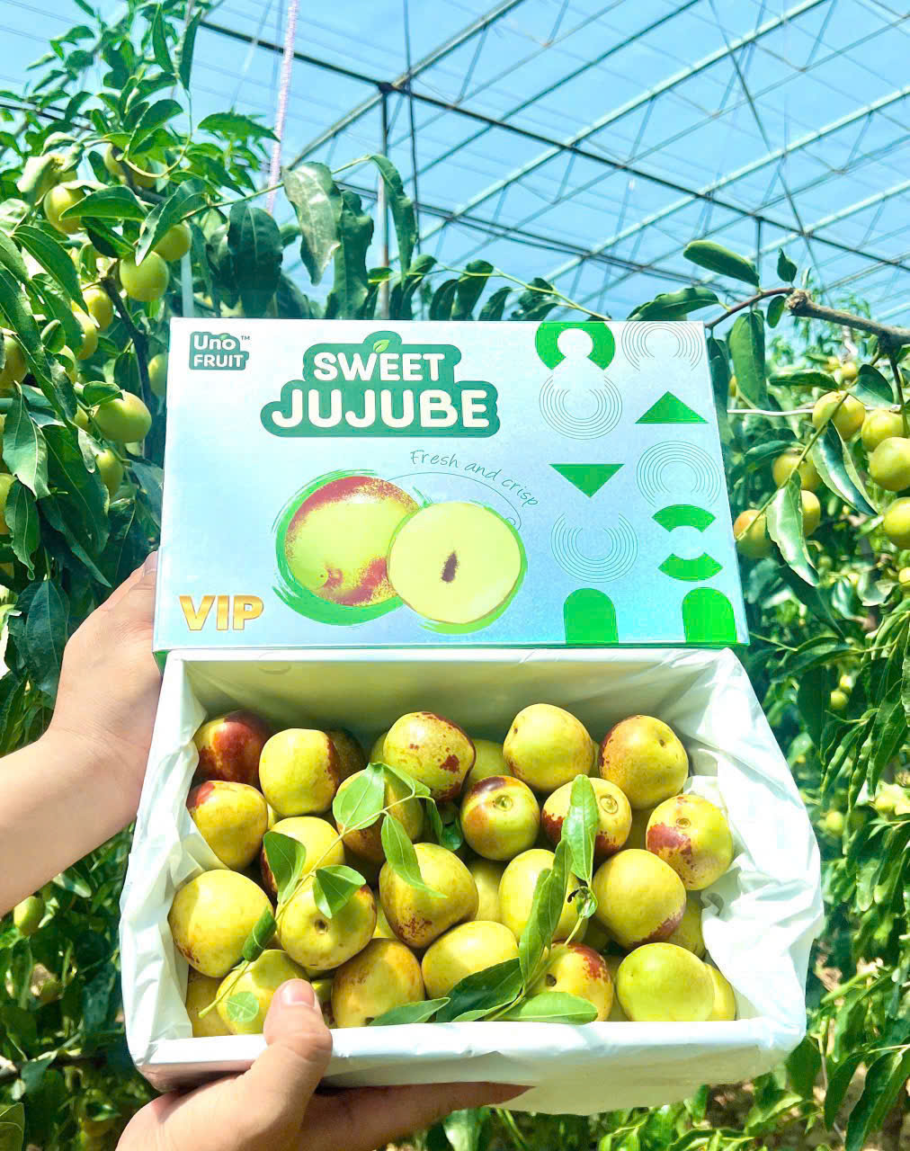 Hồng Táo UNOFRUIT VIP