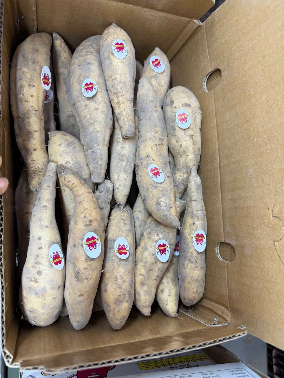 Khoai lang Sữa Xuất khẩu