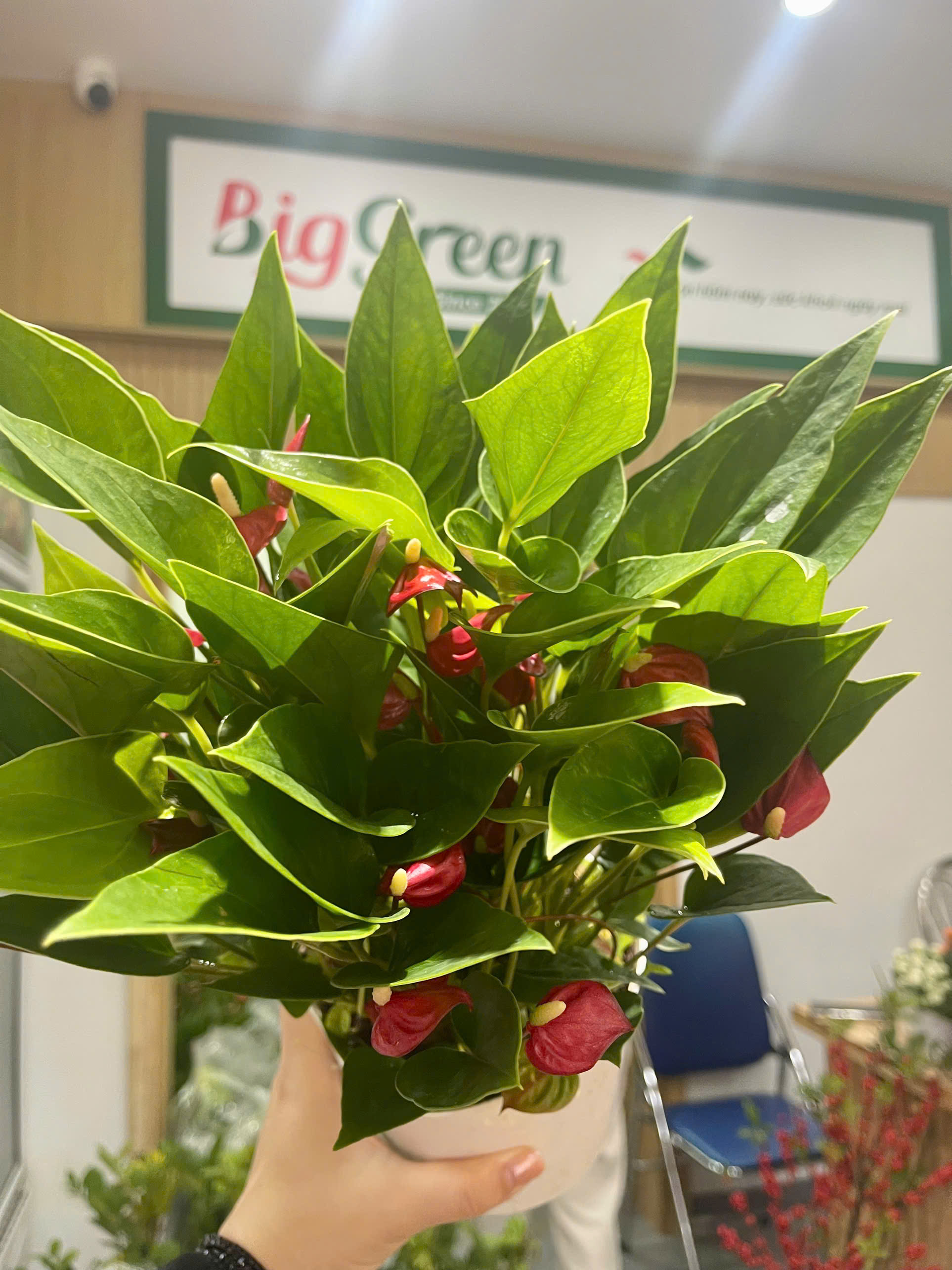 Đại Hồng Môn Đồng Tiền