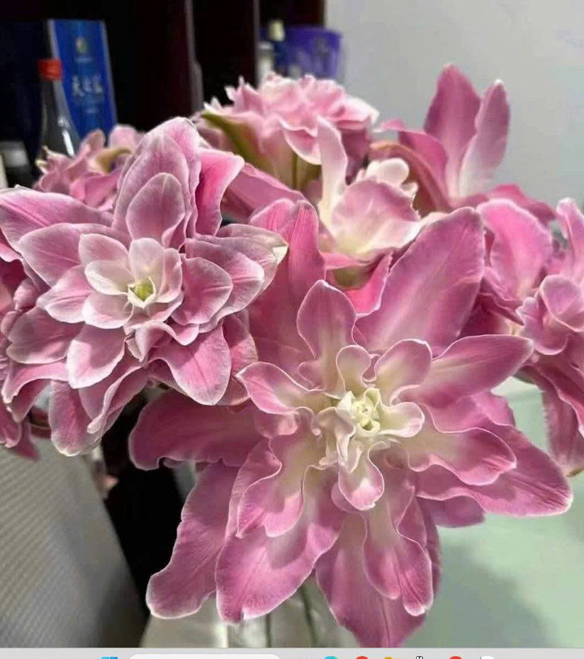 Ly Kép Tiên Tử (SP322463)