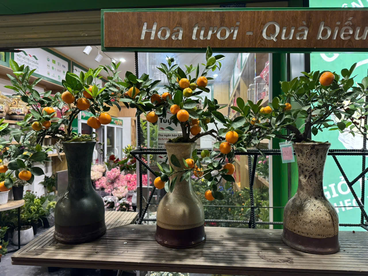 Quất Thế Tứ Liên mini 01