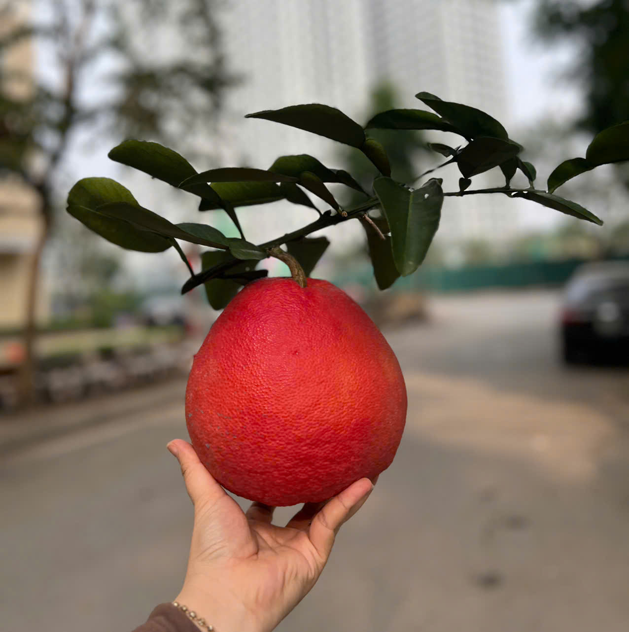 Bưởi Đỏ Nhung Tiến Vua (Giá tuỳ quả)