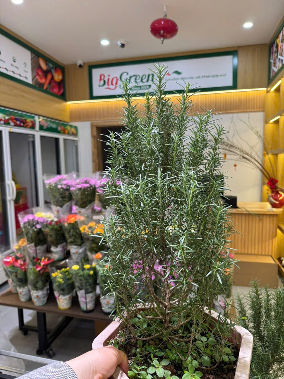 Chậu Hương Thảo