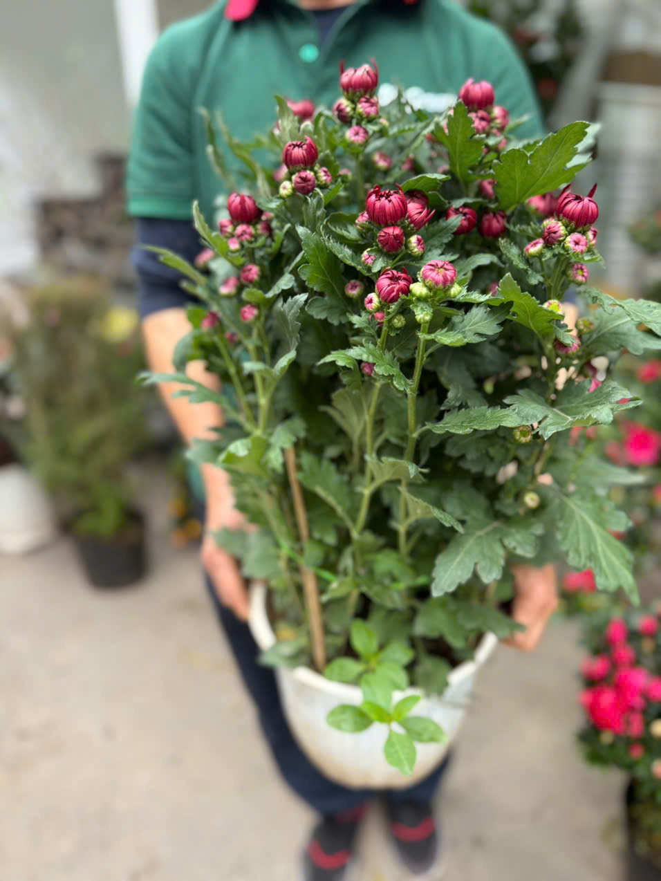 Chậu Cúc Đại Đoá