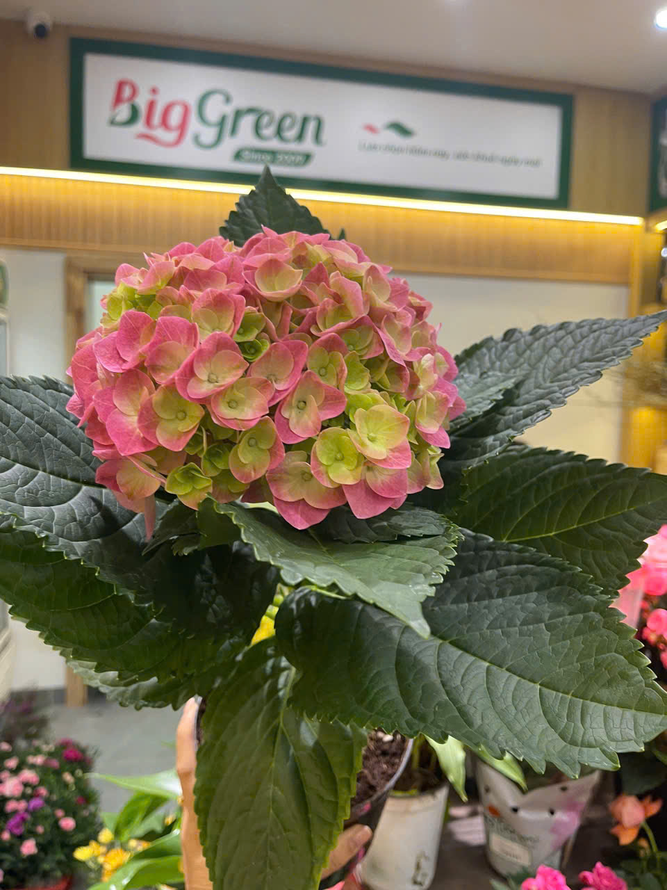 Cẩm Tú Cầu Đơn Bông