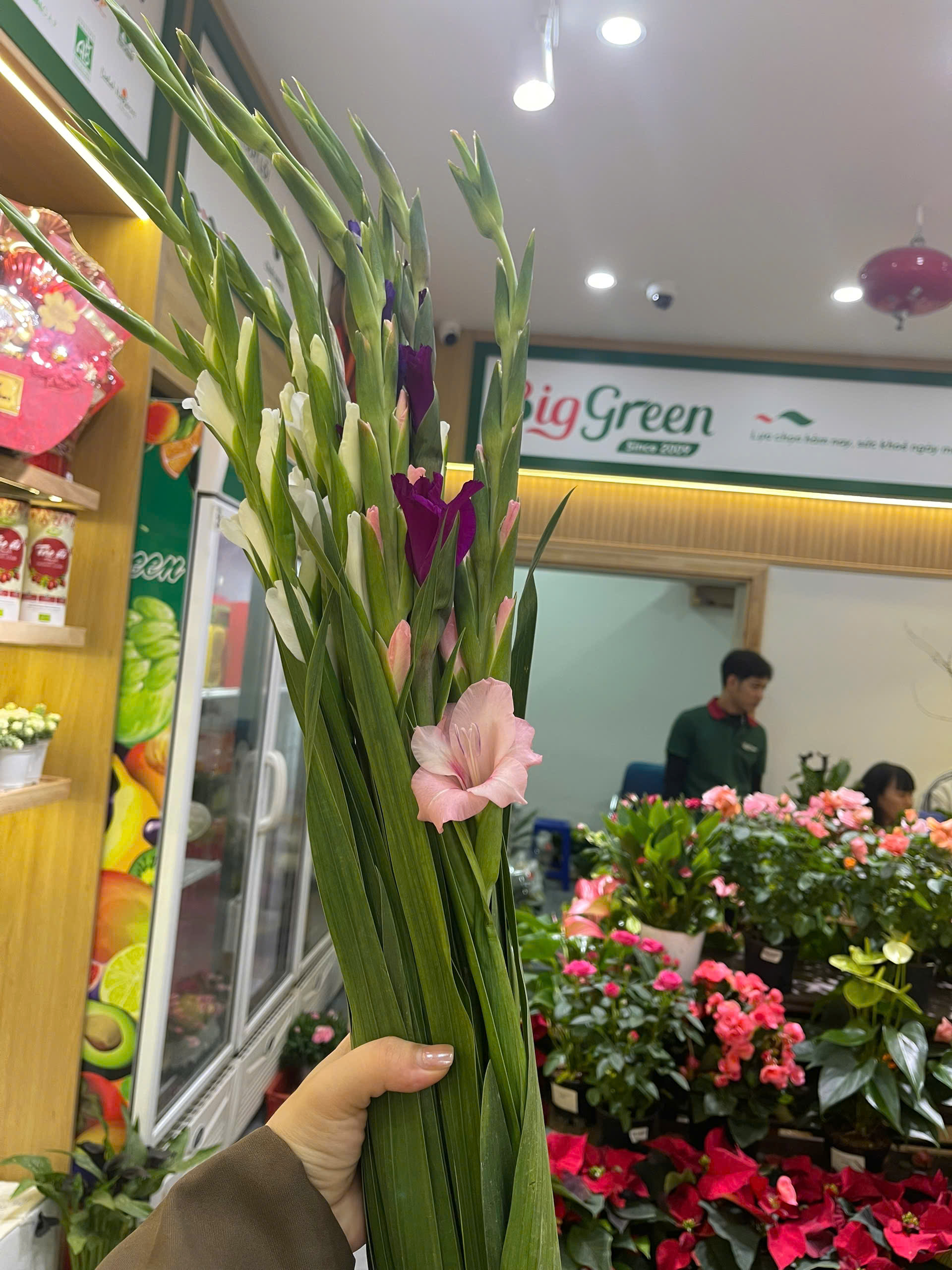 Hoa Dơn Mix Màu (Bó 10 Cành)