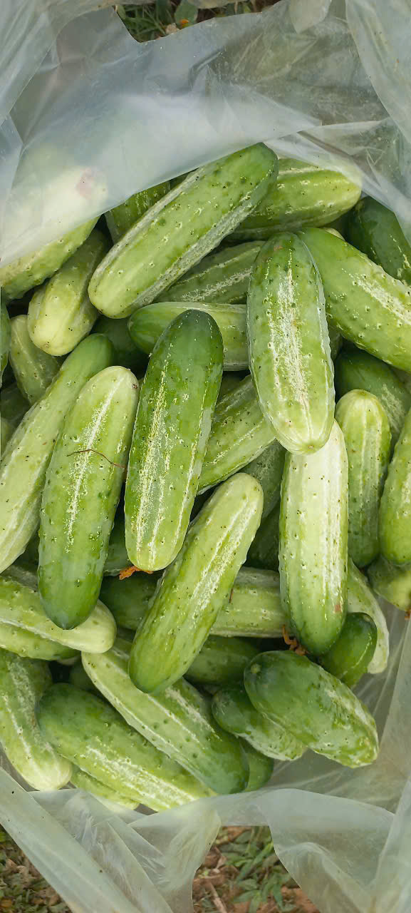 Dưa chuột nếp chuyển đổi hữu cơ (SP322469)