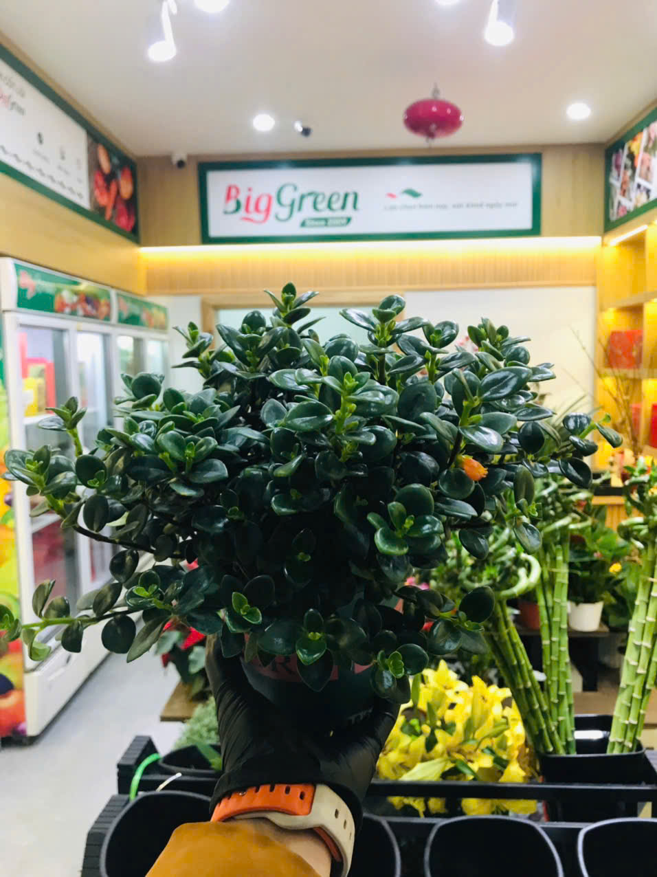 Chậu Hoa Cá Vàng