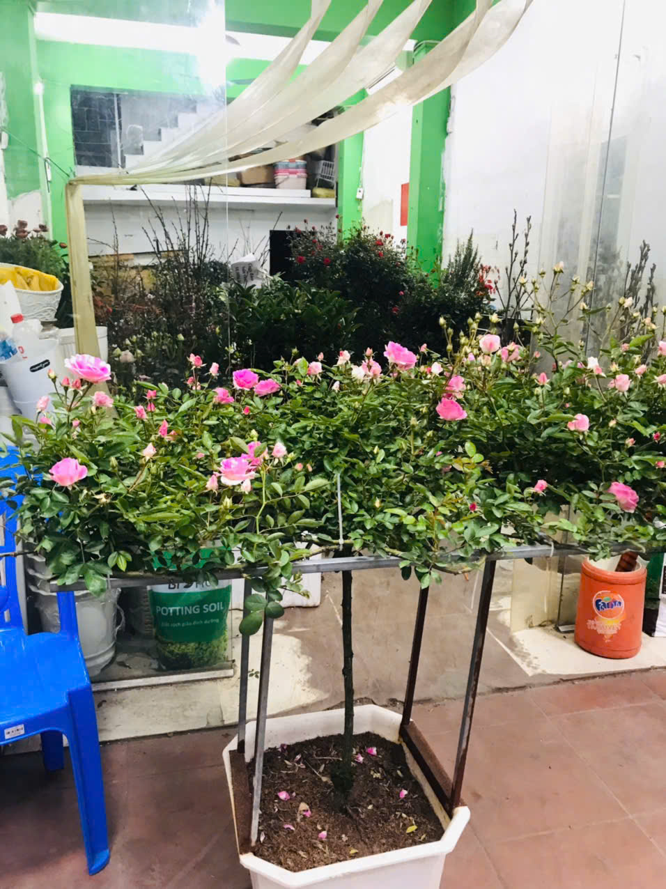 Chậu Hồng summer