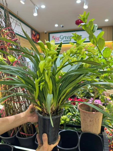 Lan Hoàng Hậu (SP322250)