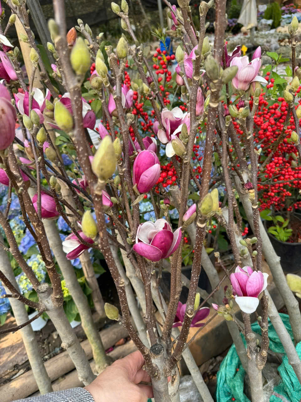 Cây Mộc Lan size to