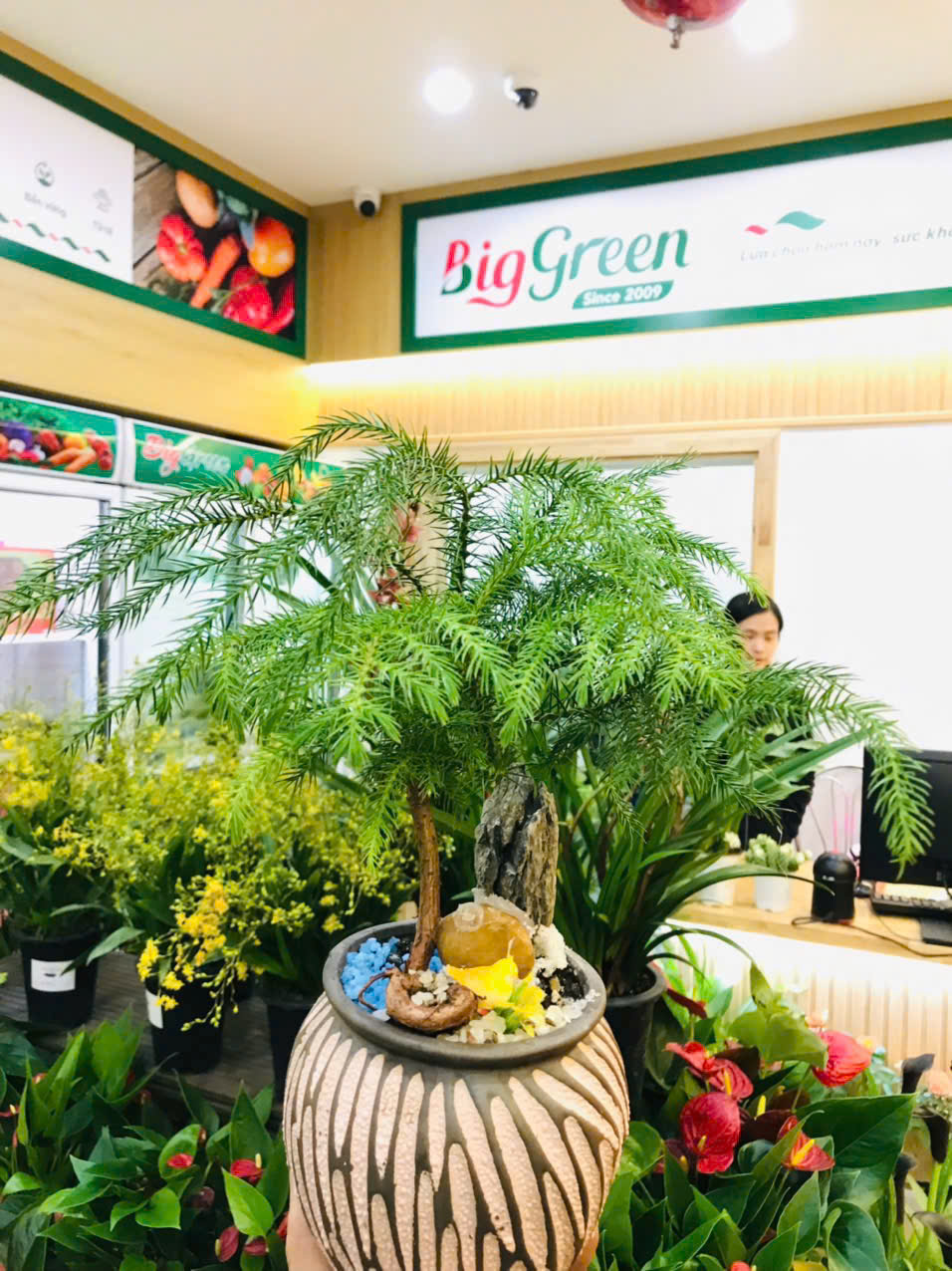 Chậu Tùng Xương Cá