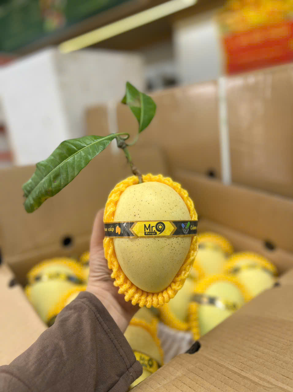 Xoài Cát Chu Da Vàng Mr 9 (2621334)