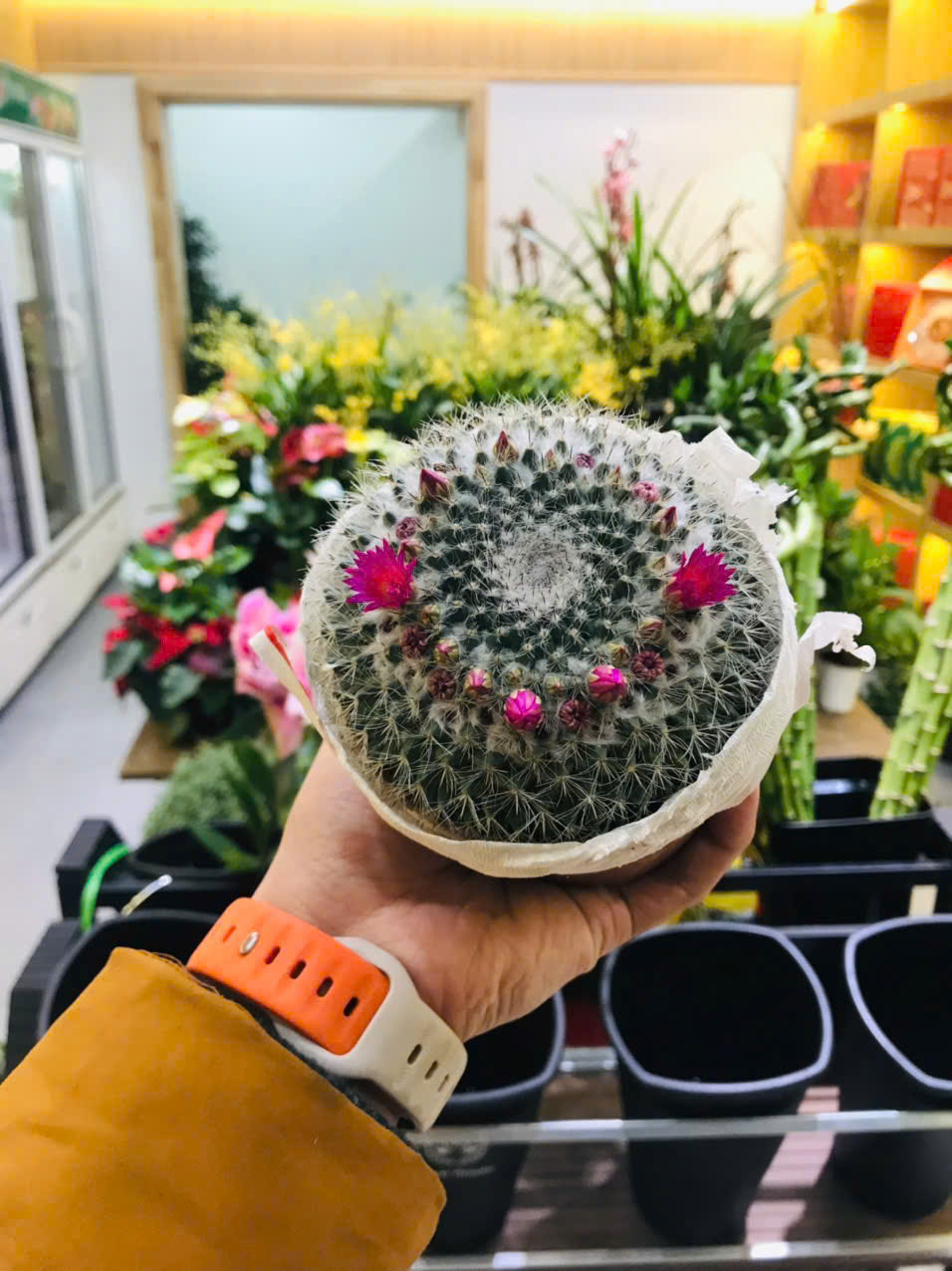 Xương rồng Bánh Sinh Nhật To