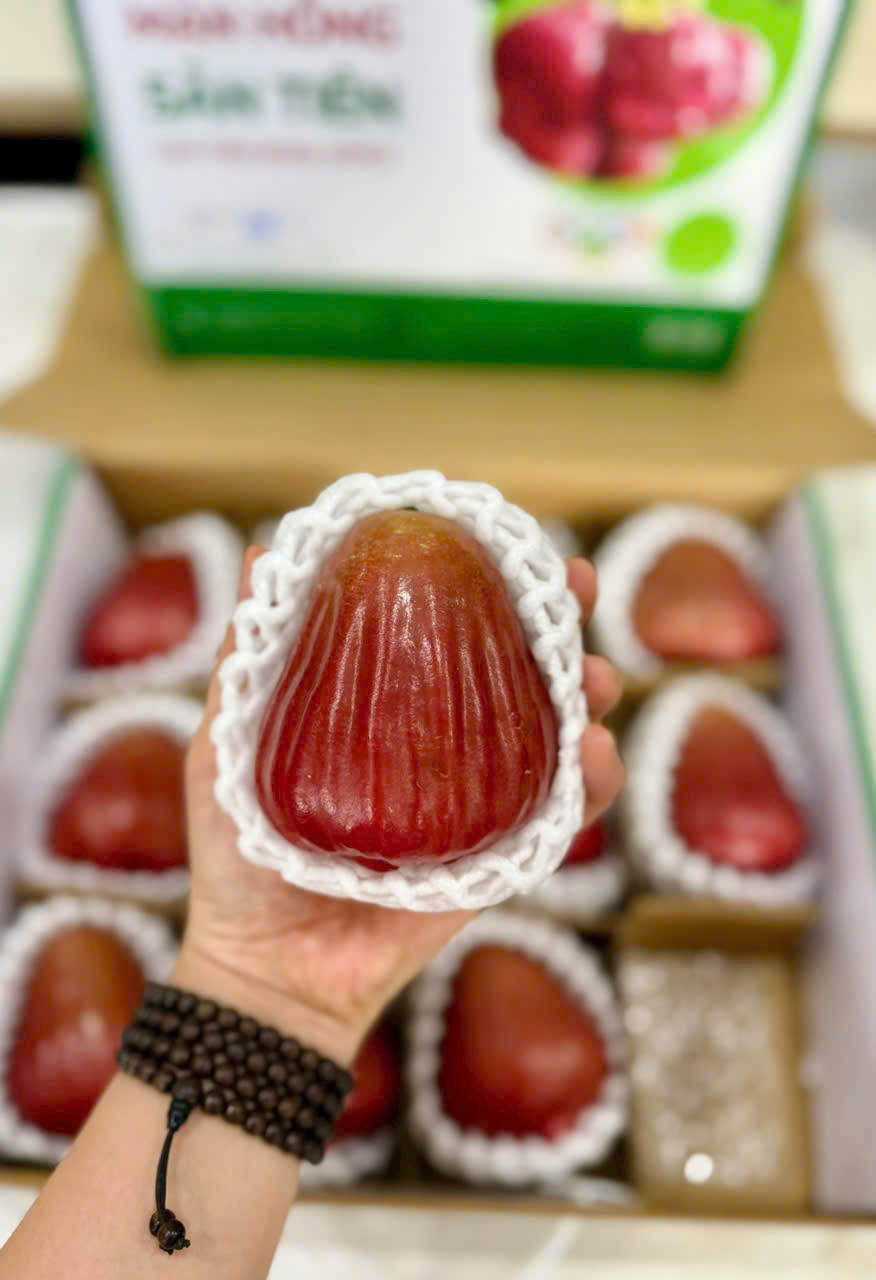 Mận Hồng Sân Tiên (SP321832)