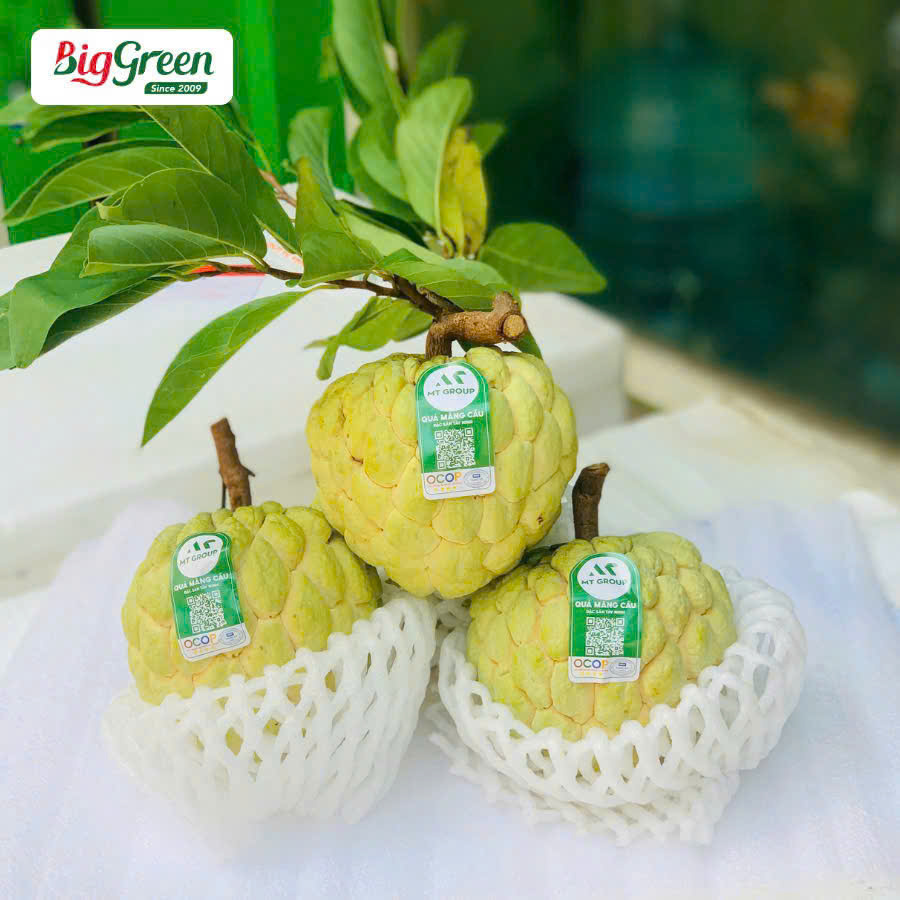 Na Núi Bà Đen Tây Ninh