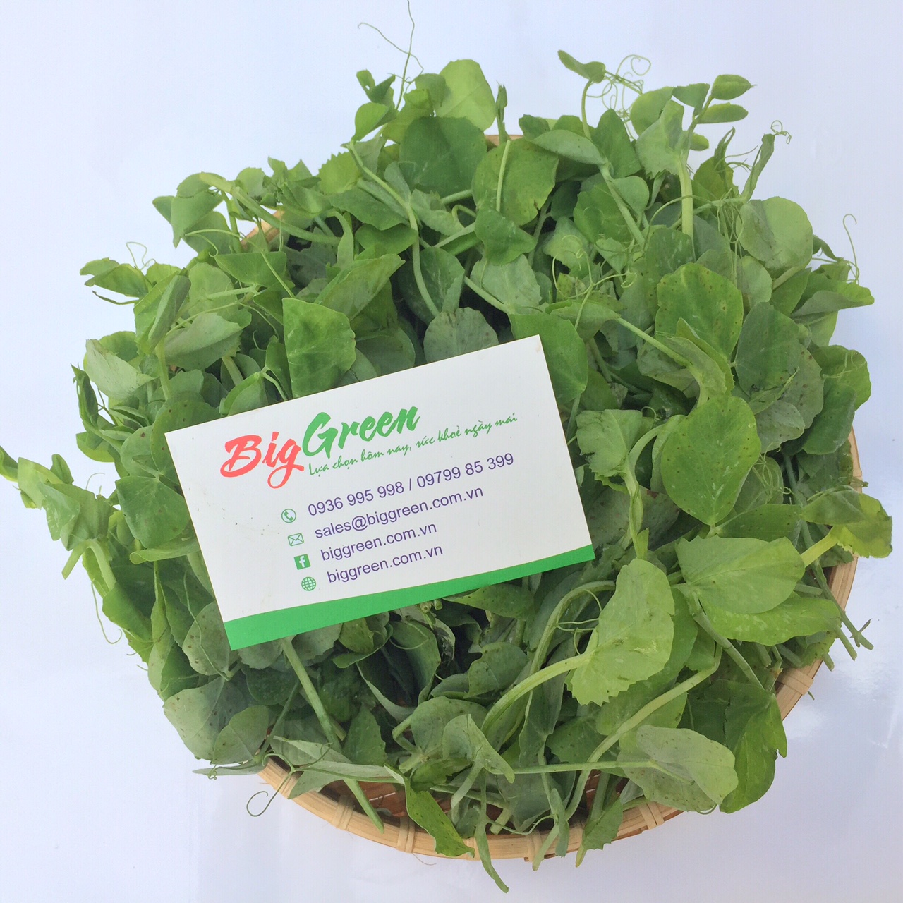 Ngọn đậu Hà Lan - Bắc Hà (2611062)