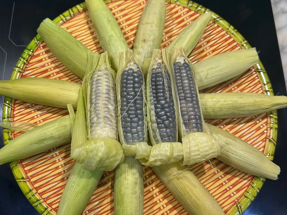 Ngô nếp tí hon Điện Biên