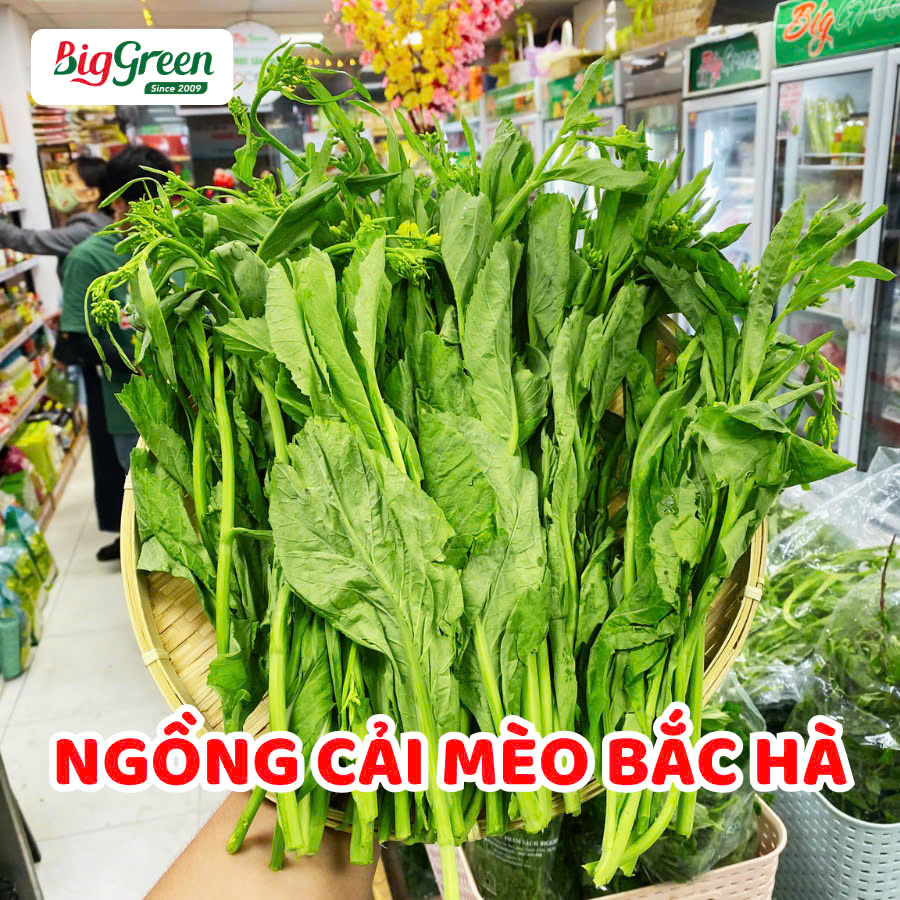Ngồng cải Mèo Bắc Hà (2611073)