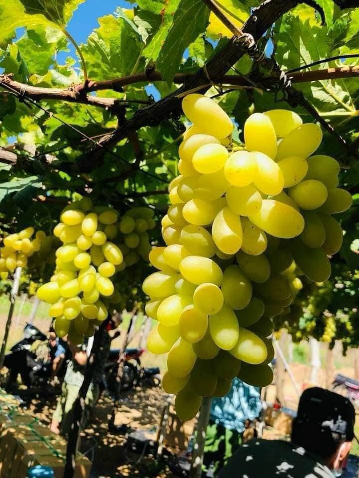 Nho xanh Vietgap Ninh Thuận(2621114)