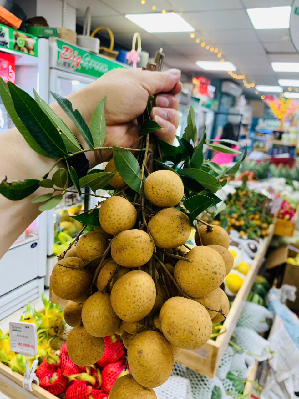 Nhãn Lồng Sông Mã (2621236)