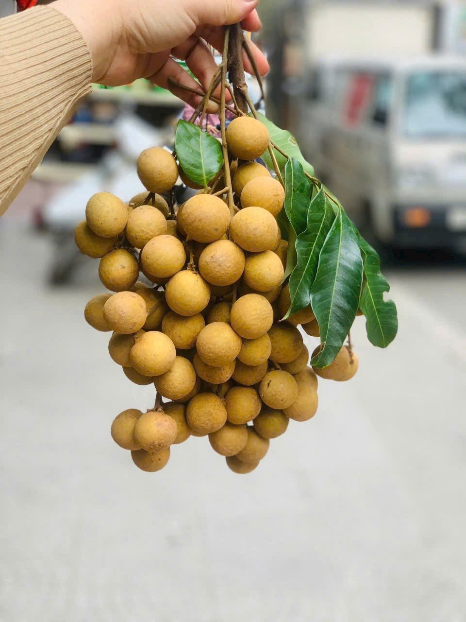 Nhãn Lồng Tây Nguyên (SP321580)