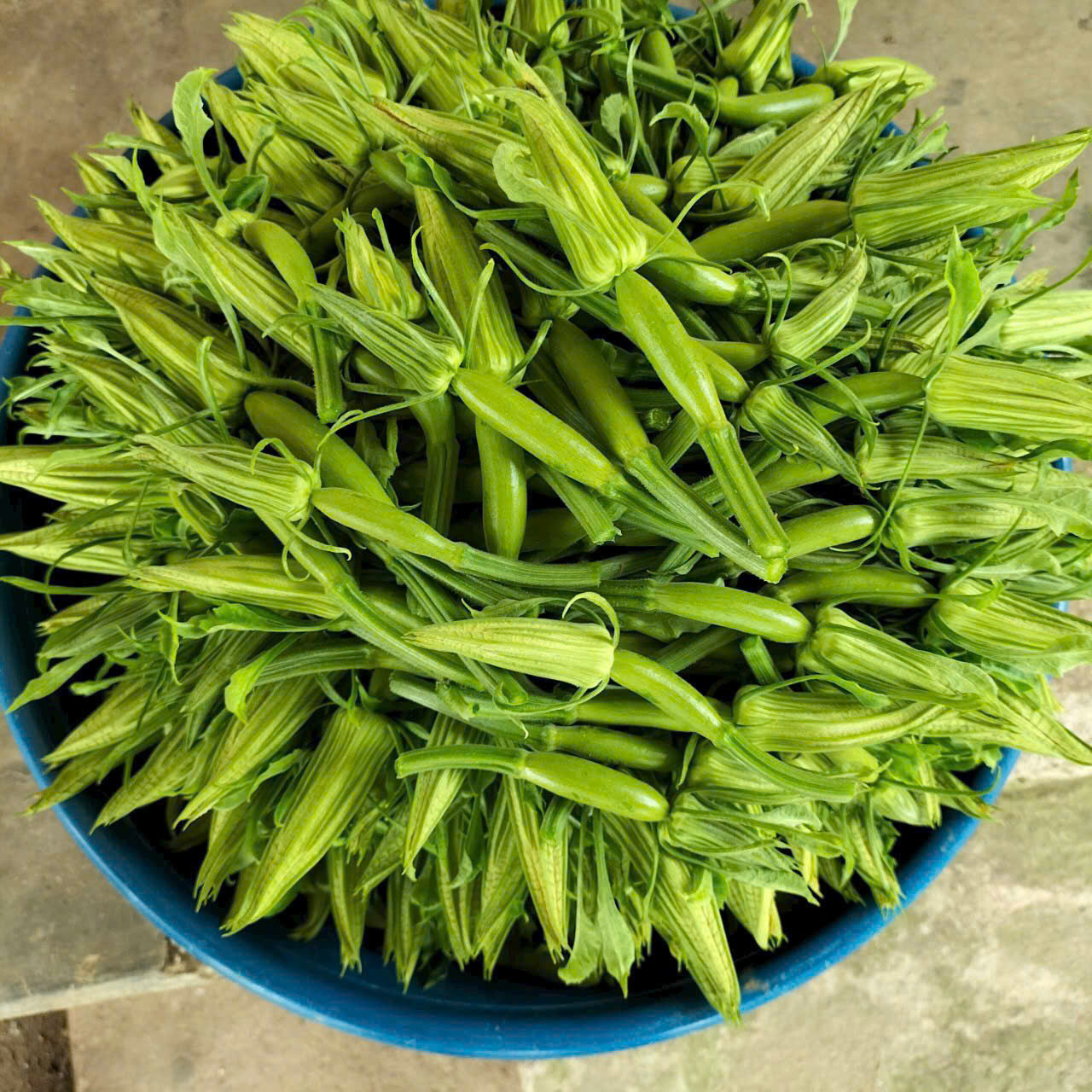 Nụ bí Vua - Hàn Quốc