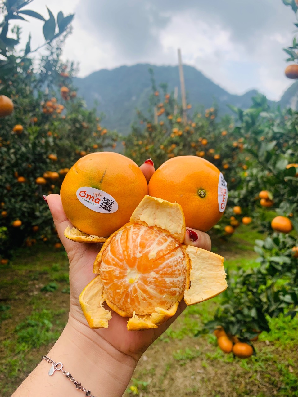 Quýt Đường xuân Oma (SP001143)