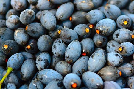 Quả trám đen Lạng Sơn