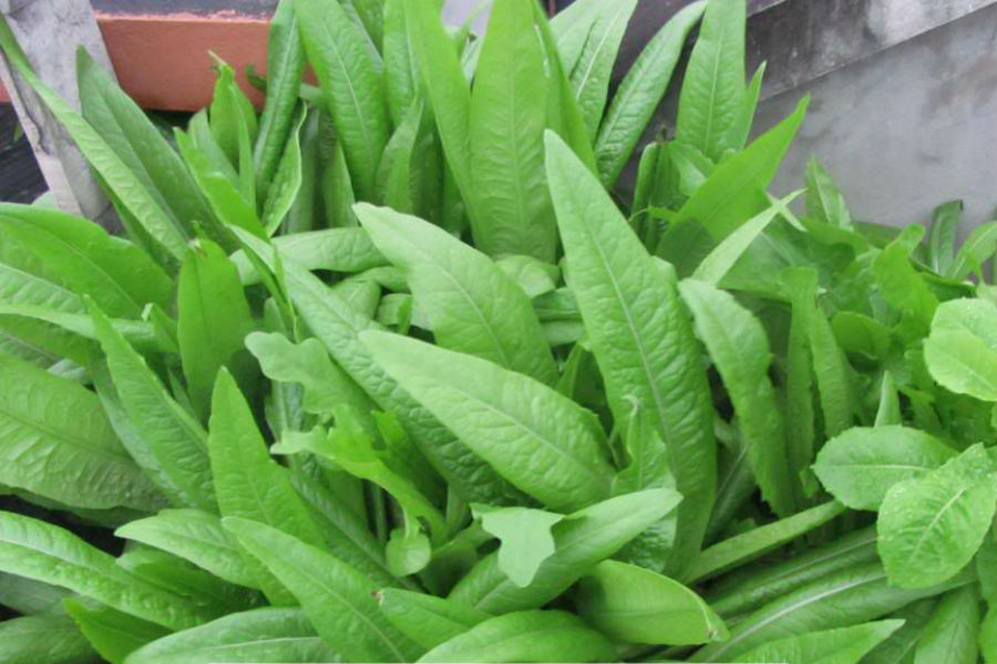 Rau Diếp Thơm hữu cơ PGS