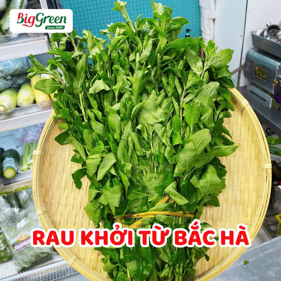 Rau Khởi Tử (Củ Khởi)