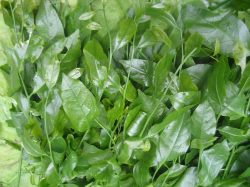 Rau Sắng (rau Ngót rừng)