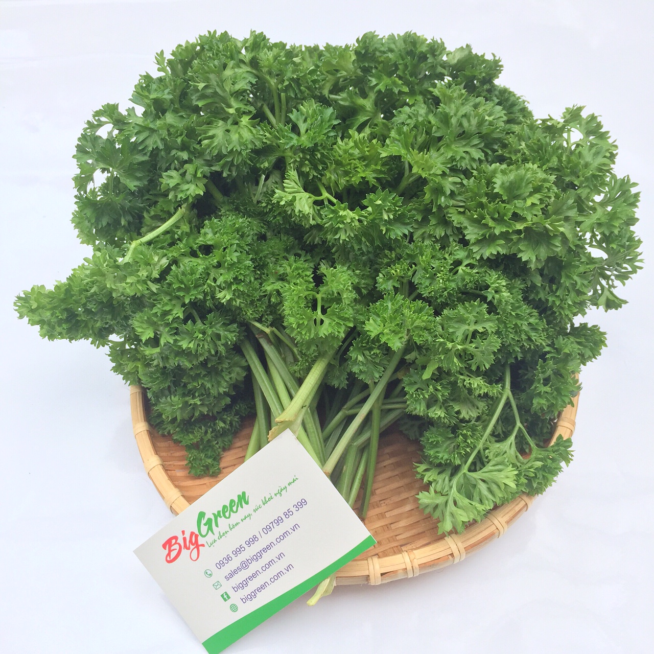 Mùi tây (Ngò tây) Đà Lạt