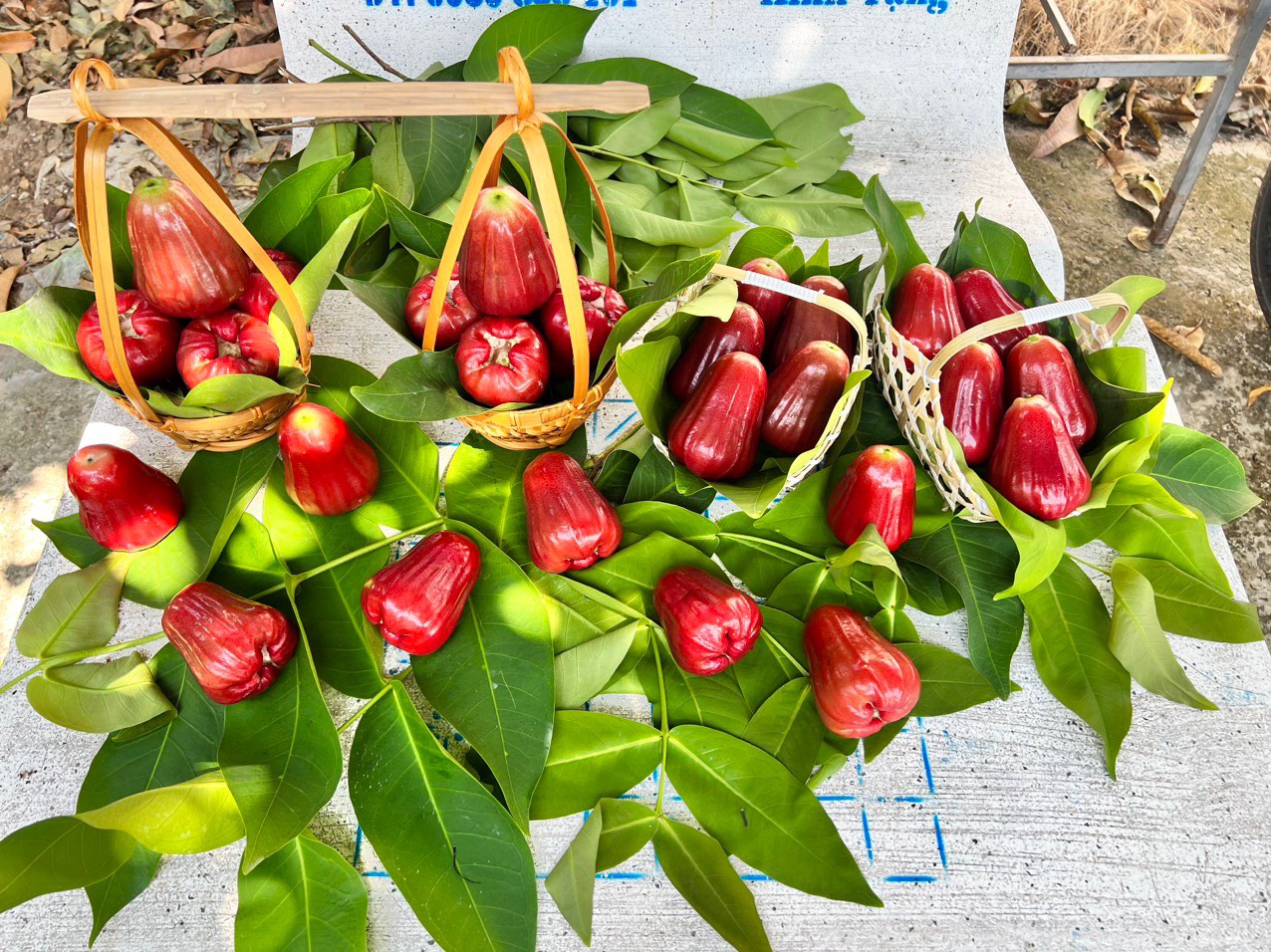 Roi Đỏ cồ An Phước  (SP001225 )