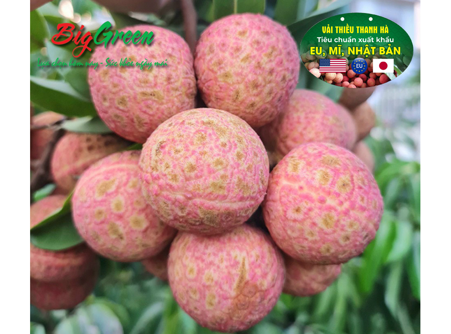 Vải Thiều Thanh Hà Xuất Khẩu (2621363)