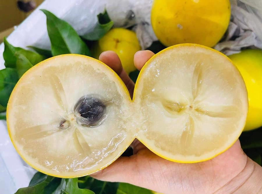 Vú sữa Hoàng Kim VIP