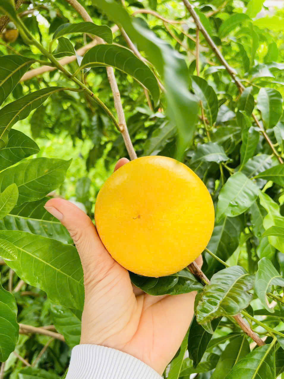Vú Sữa Hoàng Kim