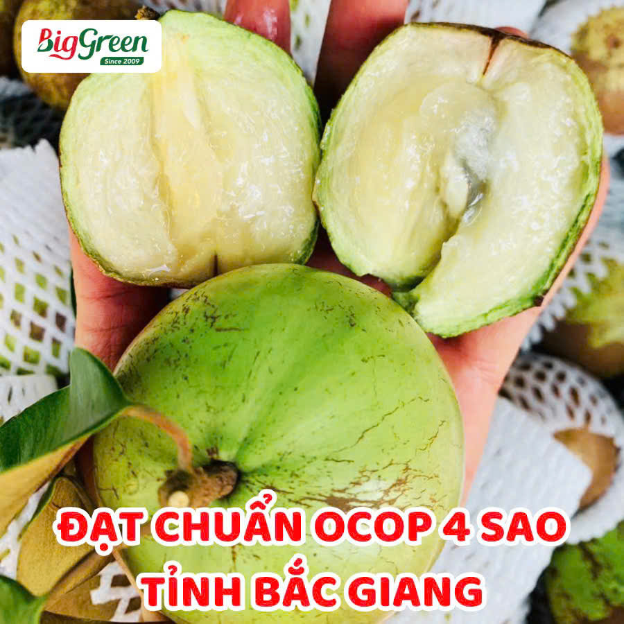 Vú Sữa Tân Yên (SP321774)