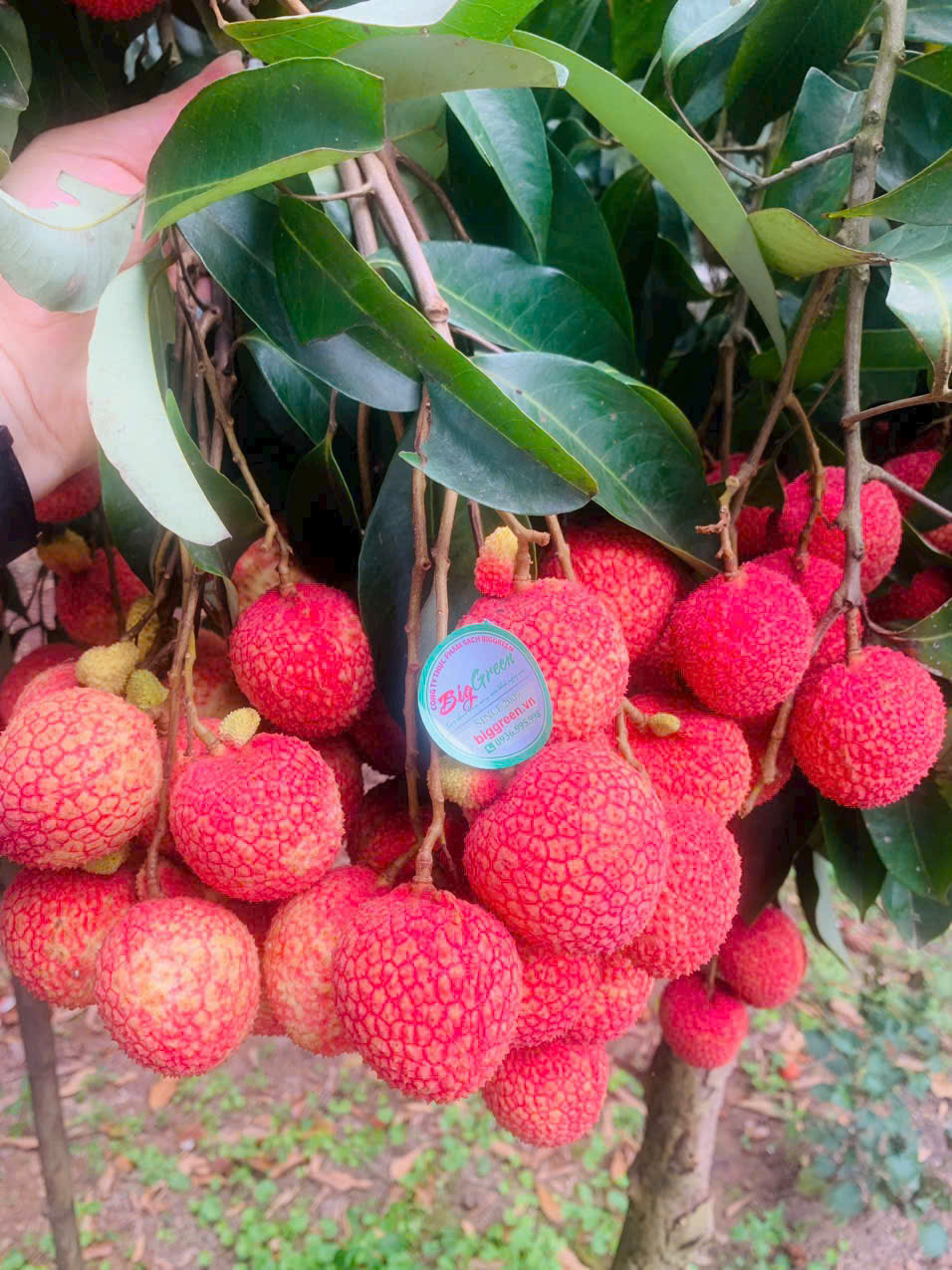 Vải Trứng tổ Hưng Yên (SP010107)